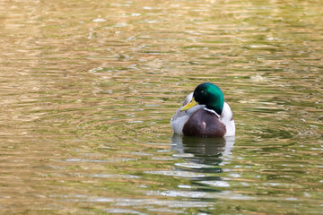 Mallard drake swimming away in a calm lake. His green head contrasts with the golden water reflections. Peaceful scene of nature and wildlife.