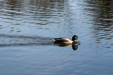 A male mallard duck (Anas platyrhynchos) swimming gracefully in a calm body of water, creating ripples as it moves. The duck’s vibrant green head and yellow bill contrast beautifully with its brown 