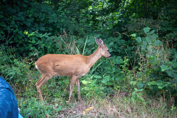 A deer in a green garden