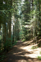 Atmospheric blurred photo of a forest landscape with a path going deep into the forest. The blurred background creates a sense of movement and emphasizes the focus on the path. 