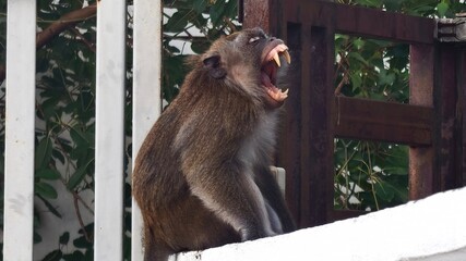 Fierce Monkey Yawning or Roaring with Sharp Teeth in Urban Setting