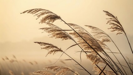 Serene Pampas Grass in Misty Dawn