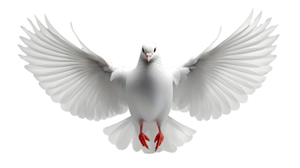 White Dove Soars, Wings Spread Gracefully, Isolated on White Background