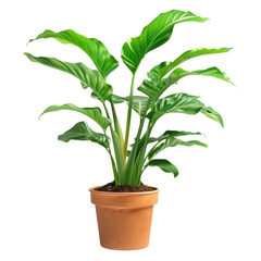 Fototapeta premium Plant With Smooth, Broad Leaves In A Terracotta Pot. Fresh, Vibrant Home Decor.