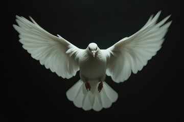 Obraz premium Graceful White Dove Taking Flight in Darkness