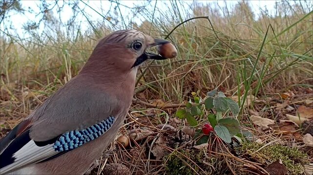 The jay bird collects acorns in the autumn forest.