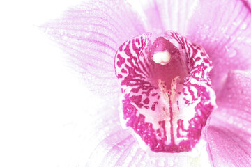 Macro shot of pink Cymbidium orchids on a light background. Petals are covered with water drops....