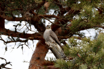 Sparrowhawk