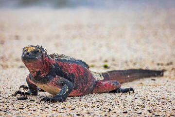 Galapagos marine iguana crawling in the sand, Punta Suarez 