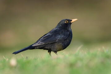 Eurasian blackbird aka the common blackbird or turdus merula is searching worms in the grass. Close-up portrait.