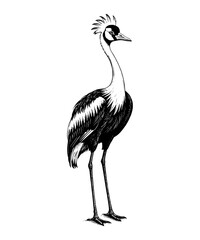 Fototapeta premium African Crowned Crane Woodcut vintage Monochrome black and white drawing Illustration