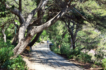 Fototapeta premium road in a pine forest at dawn on a spring day