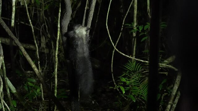 Aye-aye, Daubentonia madagascariensis, night animal in Madagascar. Aye-aye nocturnal lemur monkey in the nature habitat, coast forest in Madagascar, widllife nature. Rare endemic