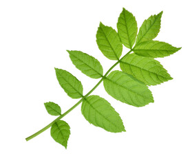 green leaf of elderberry. Isolated on transparent, png. Spring. Nature. Medicinal plants.