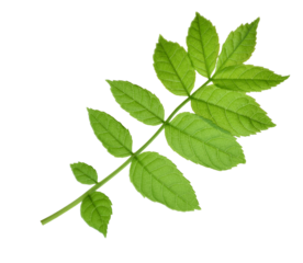 green leaf of elderberry. Isolated on transparent, png. Spring. Nature. Medicinal plants.