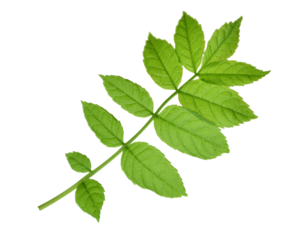 green leaf of elderberry. Isolated on transparent, png. Spring. Nature. Medicinal plants.