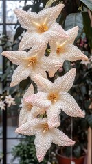 Fresh blooming jasmine flowers with dewdrops gently perched on their petals, bathed in soft, natural lighting that highlights their delicate beauty.