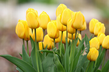 Obraz premium Yellow Wild Tulips Close Up in the Spring Park