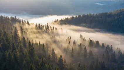 Early morning light breaks through a misty forest, showcasing tall trees and a tranquil atmosphere. The landscape features layers of dense foliage and distant mountains