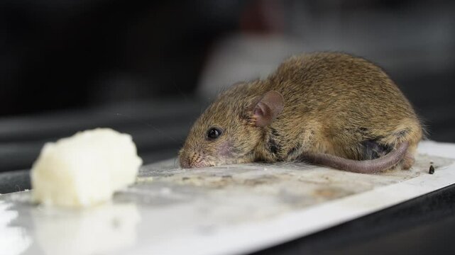 The mouse got caught in a super glue trap. A little mouse is caught in a glue trap and is trying to get out. The mouse stuck ion glue trap. An animal that spreads pathogens. Rat dying on trap. 