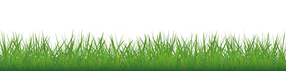 Bright green grass patern isolated on transparent background