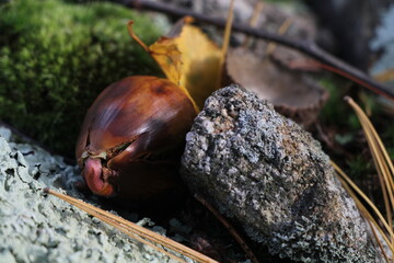 acorn awakening
