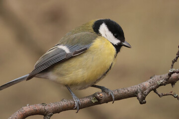 great tit on a branch
