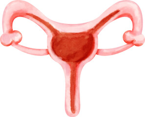 watercolor cervix