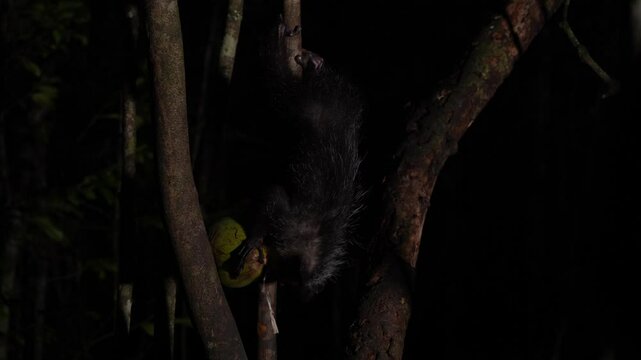Aye-aye, Daubentonia madagascariensis, night animal in Madagascar. Aye-aye nocturnal lemur monkey in the nature habitat, coast forest in Madagascar, widllife nature. Rare endemic