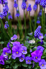 Spring background with violets and muscari