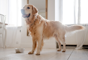 Golden Retriever Dog Near A Food Bowl At Home