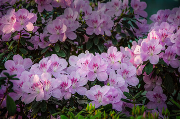 Delicate pink azalea blooming in the city botanical garden.
