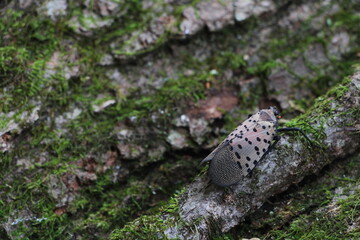 spotted lantern-fly in the forest