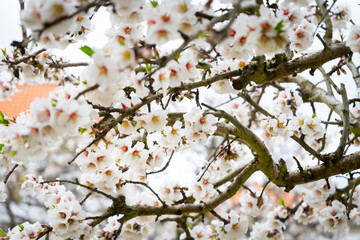 Almond blossom, Portugal
