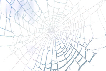 Obraz premium Real Spider web spider web.