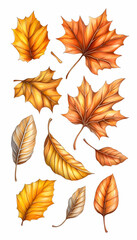 Obraz premium Autumn leaf collection; digital illustration, white background; ideal for fall designs