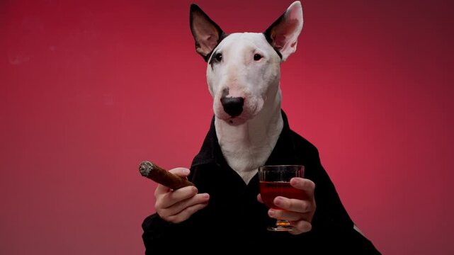 A Bull Terrier poses holding a cigar and a drink while dressed in a formal suit against a bold red background. The stylish and dramatic scene emphasizes the dog confident and refined demeanor.