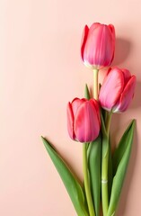 Fototapeta premium Bouquet of pink tulips on a pink background, flowers for Women's Day 8 March and Mother's Day