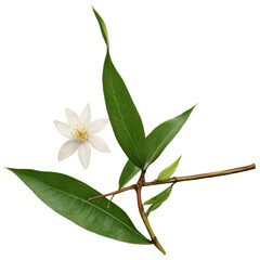 Vanilla flower with pods and green leaves isolated on a transparent background for natural design 
