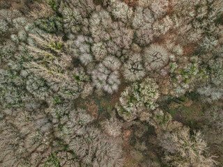 Aerial shot directly above a forest canopy.