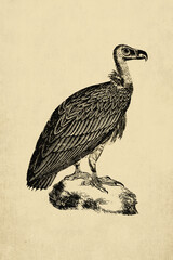 Vintage Illustration of a Vulture Bird