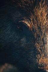 Brown bear's face close-up