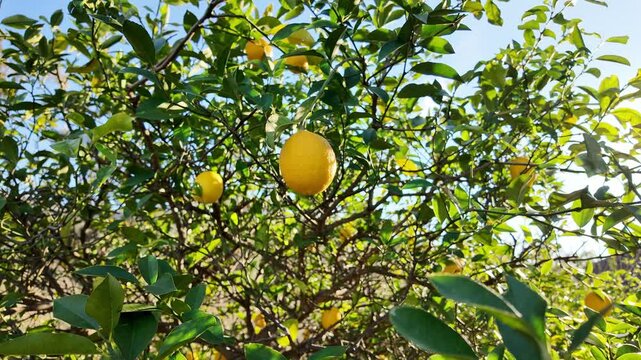Sun-Lit Lemon Tree Laden with Ripe Citrus Fruits, Glossy Green Leaves, and Golden Highlights.