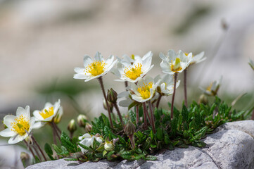 Dryas octopetala eightpetal mountain avens flowering plant, bright white dryad in bloom with green leaves on stones