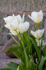 White red early spring blooming flowers of Tulips or Tulipa in the garden or landscape architecture...
