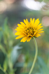 Fototapeta premium Yellow flowers of Rudbeckia laciniata hortensia or Cutleaf coneflower perennial wildflower native to North America, in the garden or landscape architecture design