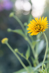 Yellow flowers of Rudbeckia laciniata hortensia or Cutleaf coneflower perennial wildflower native...