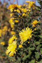 Yellow, pink, white and red flowers Chrysanthemum indicum or Indian Asteraceae family, in the...