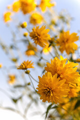 Yellow flowers of Rudbeckia laciniata hortensia or Cutleaf coneflower perennial wildflower native to North America, in the garden or landscape architecture design