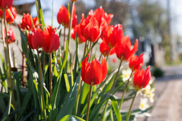 White red early spring blooming flowers of Tulips or Tulipa in the garden or landscape architecture design